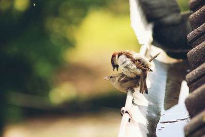 Close-up of bird