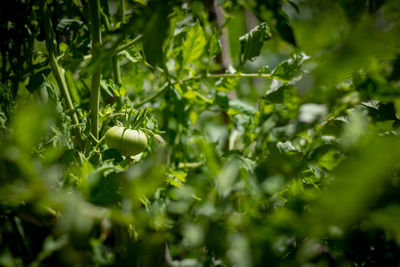 Full frame shot of fresh green leaves
