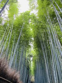 Low angle view of bamboo trees in forest