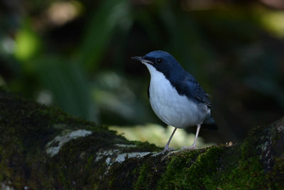 Close-up of bird perching on rock