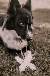 Close-up of dog looking away on field