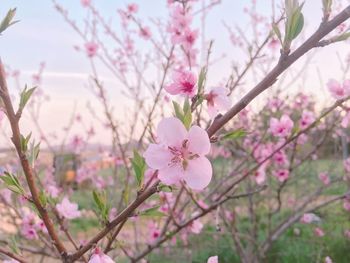 Close-up of pink flowers on branch