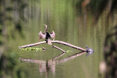 Bird flying over lake