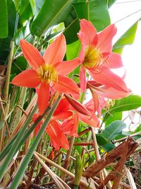 Close-up of day lily blooming outdoors