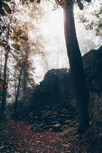 Trees in forest