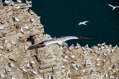 Large white and black gannet sea-bird gliding on thermals and updraft on cliffs with nests below 