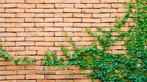 Ivy growing on brick wall