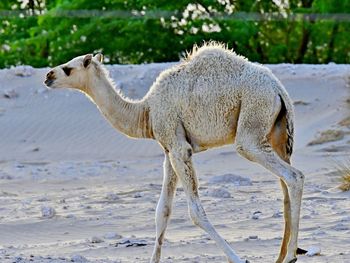 Camels in the wild nature and deserts