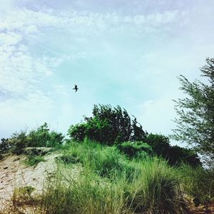 Low angle view of bird flying over sea against sky