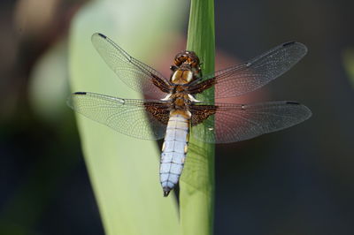 Close-up of dragonfly