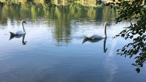 Ducks swimming in lake