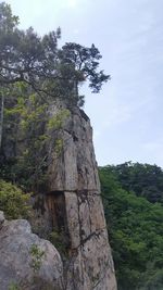 View of tree on mountain against sky