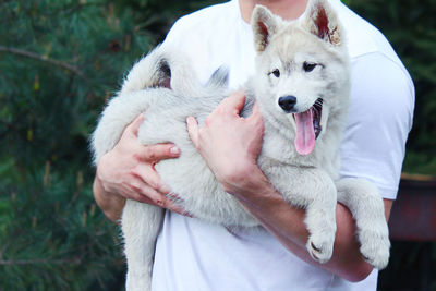 A small puppy of a hunting west siberian husky in the arms of the owner. cute pets.