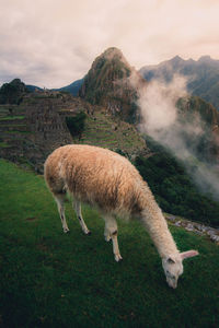 Sheep grazing in a field