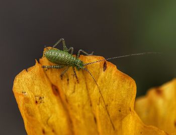 Close-up of grasshopper on yellow flower