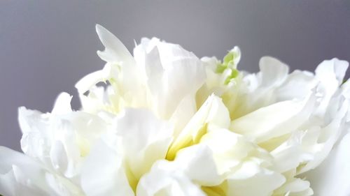 Close-up of white rose against black background