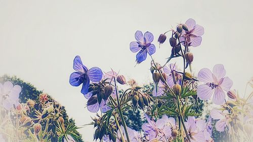 Low angle view of flowering plant against clear sky