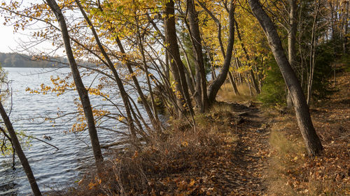 Trees by lake in forest during autumn