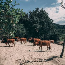 Cows on field