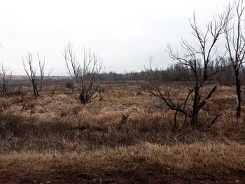 Bare trees on field against sky