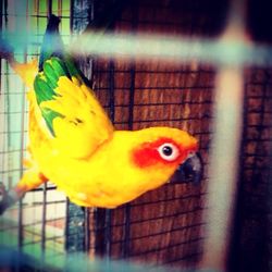 Close-up of parrot in cage