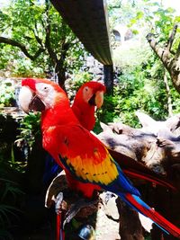 View of parrot perching on tree