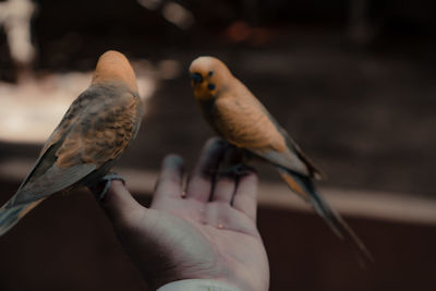 Close-up of a bird perching on hand