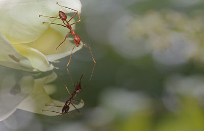 Reflection of ants