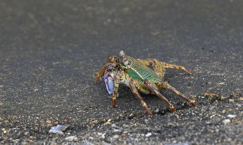 Close-up of insect on wall