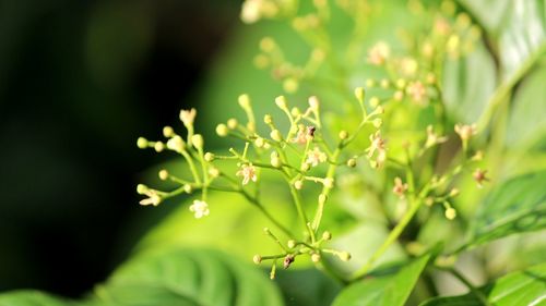 Close-up of plants growing outdoors