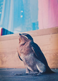 Close-up of bird perching on wood