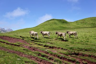 Cows grazing on field against sky