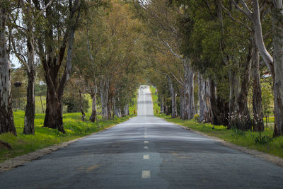 Road amidst trees in forest