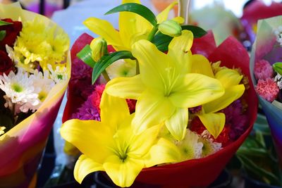 Close-up of yellow flowering plant