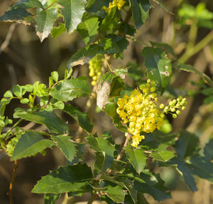 Close-up of yellow flowering plant