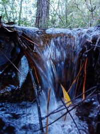 Close-up of icicles on tree trunk during winter