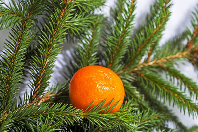 Close-up of orange fruit on tree