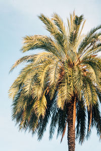 Low angle view of palm tree against sky