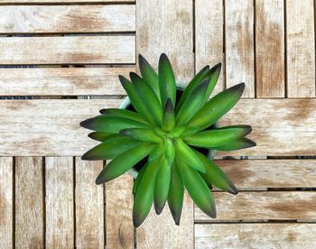 High angle view of succulent plant on table
