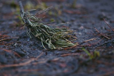 Close-up of dry leaves on field