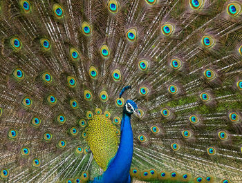 Close-up of peacock