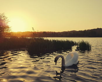 Scenic view of calm lake at sunset