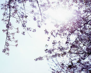 Low angle view of cherry blossoms against sky