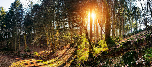 Sunlight streaming through trees in forest