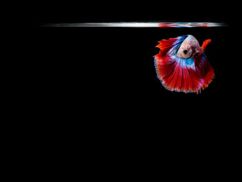 Close-up of a bird over black background