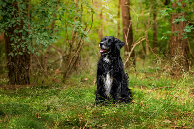 Black dog sitting in a forest