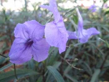 Close-up of purple flowers blooming outdoors