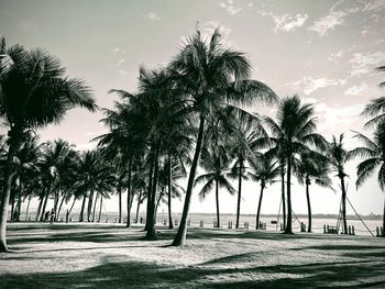 Palm trees on field against sky