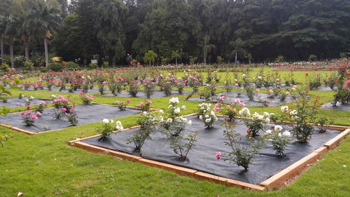 View of formal garden