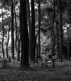 Trees in park